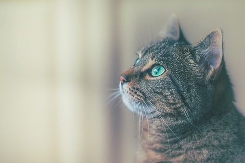 james-sutton-dQ5G0h7sLno-unsplash