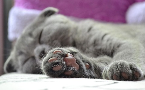 cats-paw-2288769_640