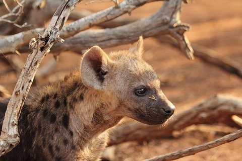 hyena-puppy-1036463_640