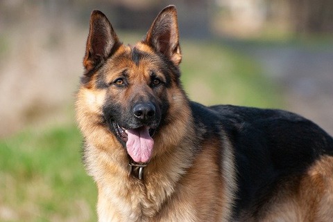 german-shepherd-dog-gf2ff2a797_640