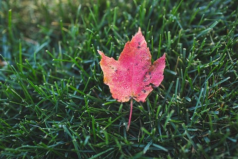 autumn-1246856_640