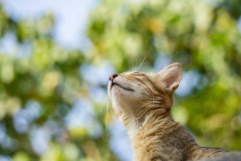 cats-4923824_640
