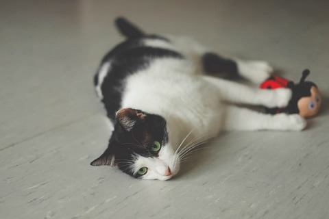 manja-vitolic-9IT289M_dfU-unsplash (1)