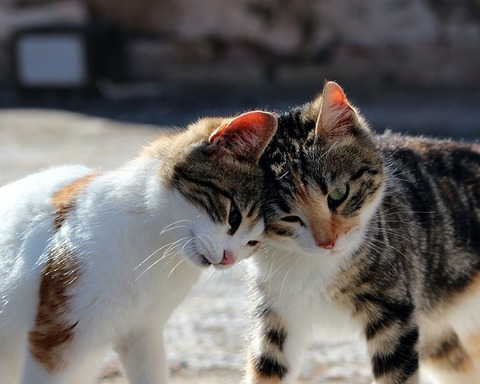 cat-582064_640