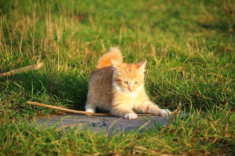 cat-1074784_640