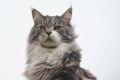 cat-75088_640