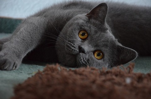 british-shorthair-1573559_640