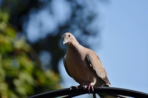 turkey-pigeon-g7f52c6198_640