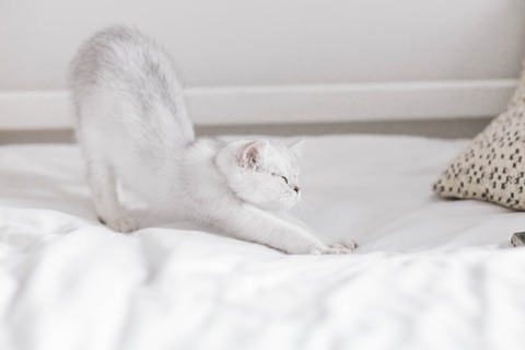 sincerely-media-4AwEap8Ii1o-unsplash