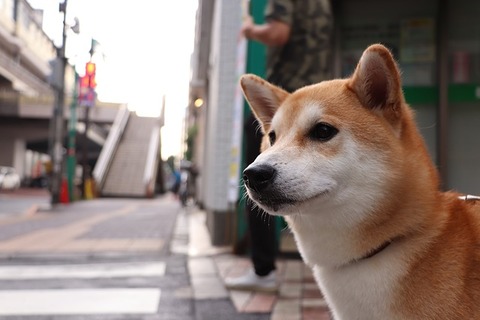 shiba-inu-3600225_640