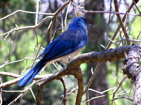 blue-bird-113132_640