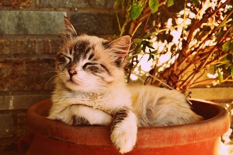kitten-asleep-in-a-pot-1995961_640 (1)