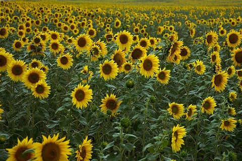 sunflower-4386505_640