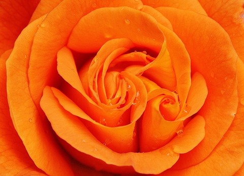 rose-1456785_640