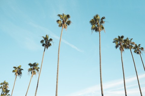 palm-trees-1209185_640