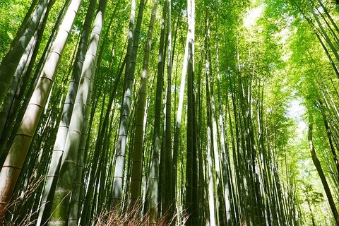 bamboo-2074751_640