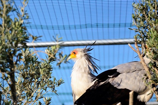 火の鳥 美しすぎる顔の鳥が話題 反応まとめ ヘビクイワシ つぶちゃん Twitterまとめ