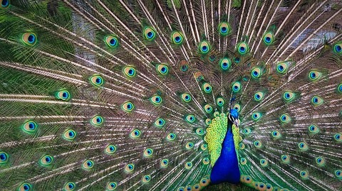 peacock-1246843_640