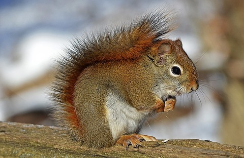 red-squirrel-570936_640