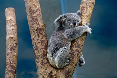 koala-1100469_640