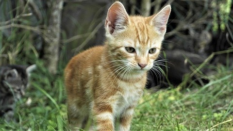 cat-4978078_640