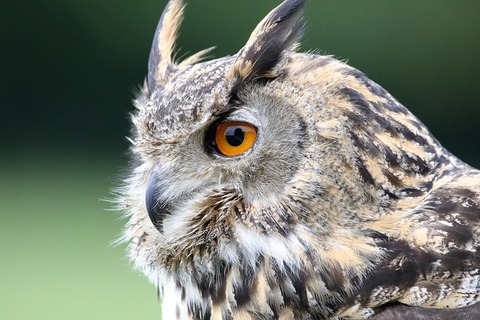 eurasian-eagle-owl-1642795_640