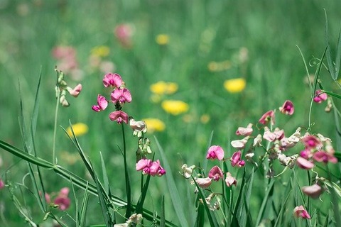 meadow-1605551_640