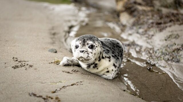 動画 初めて水に入るアザラシの赤ちゃんが可愛いと話題 反応まとめ 大阪 海遊館 つぶちゃん Twitterまとめ