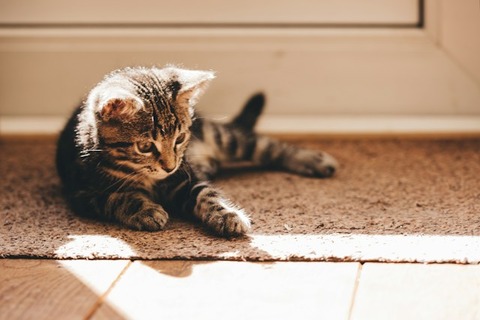 elvira-visser-X2aSb5xTXAY-unsplash