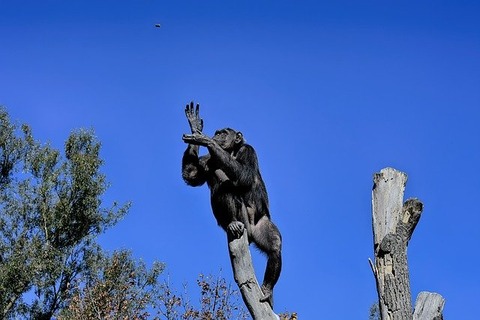 chimpanzee-3741278_640