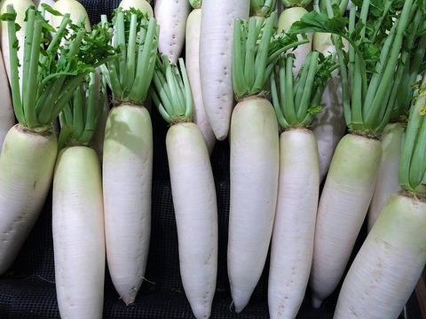 japanese-white-radish-g94494ee60_640