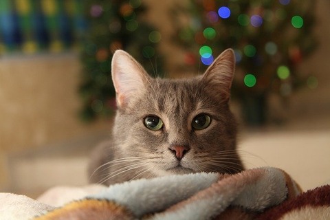 christmas-cat-gd7da2d9bc_640