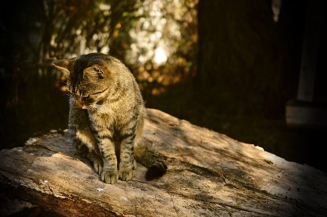 大津事故 被害保育園園長を質問攻めにするマスコミに批判殺到 反応まとめ つぶちゃん Twitterまとめ