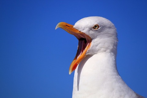 seagull-249638_640