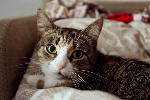 cat-2858060_640