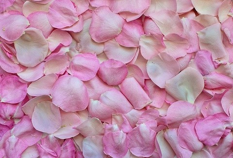 rose-petals-3194062_640