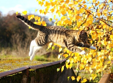 fall-g4019df8db_640
