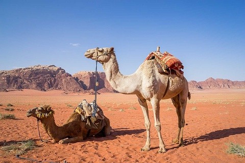 camel-g962fd77e5_640