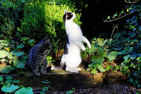 cat-4429137_640