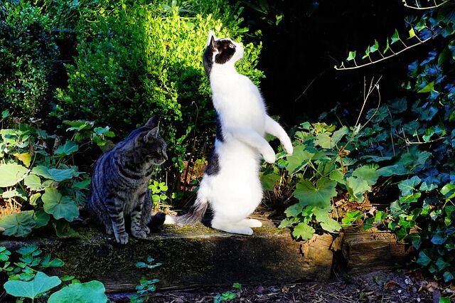 動画 ウチの店に来る野良猫が可愛い件 反応まとめ つぶちゃん Twitterまとめ 動画 ウチの店に来る野良猫が可愛い件 反応まとめ つぶちゃん Twitterまとめ
