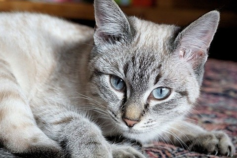 cat-3000316_640