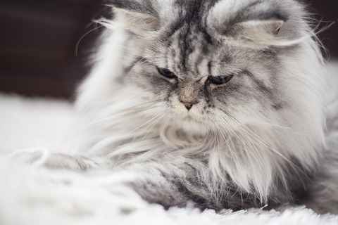 cat-2579989_640