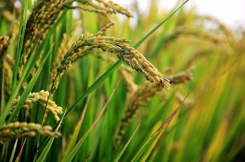 in-rice-field-2679153_640