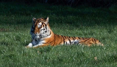 sleeping-tiger-4781715_640
