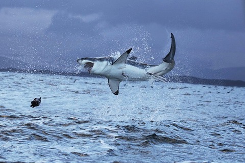 great-white-shark-5217363_640