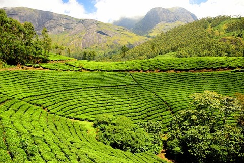tea-plantation-1751369_640