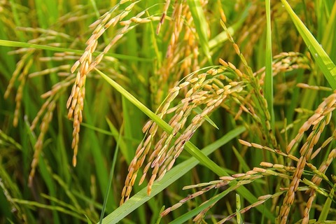 rice-g627d89f9a_640