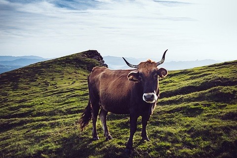 cow-1246855_640