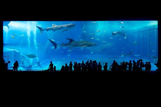 水族館あったの 東京タワー水族館が閉館の危機 反応まとめ つぶちゃん Twitterまとめ