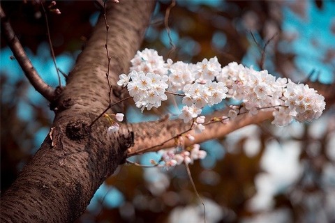 cherry-blossom-ge04a1c9f7_640